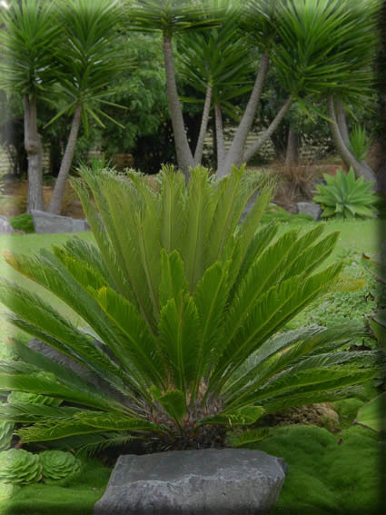 cycas revoluta